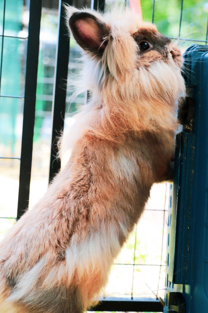 Enlarge Thumper, a Adopted Lionhead in Bishopville, SC image 3/3