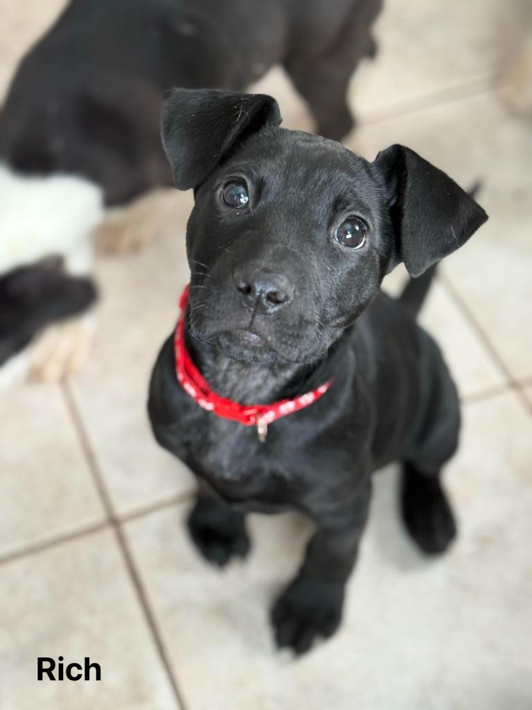 Enlarge Rich, a Adoptable mixed breed in sun prairie, WI image 1/1