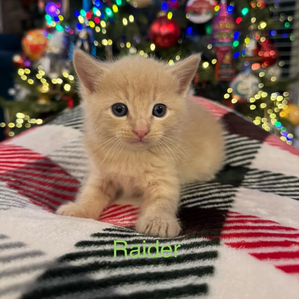 Enlarge Raider, a Adoptable Domestic Short Hair in Mettawa, IL image 2/5