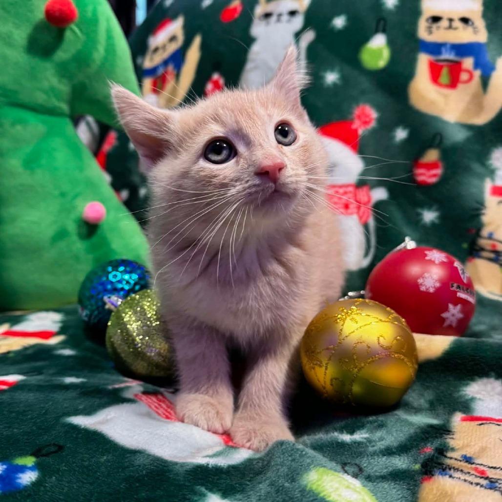 Enlarge Raider, a Adoptable Domestic Short Hair in Mettawa, IL image 1/5