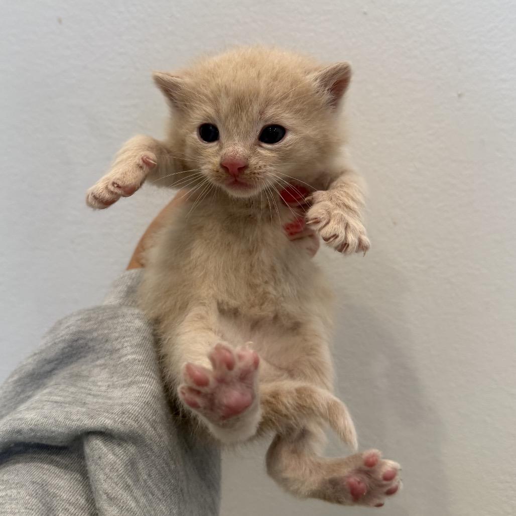 Enlarge Raider, a Adoptable Domestic Short Hair in Mettawa, IL image 3/5