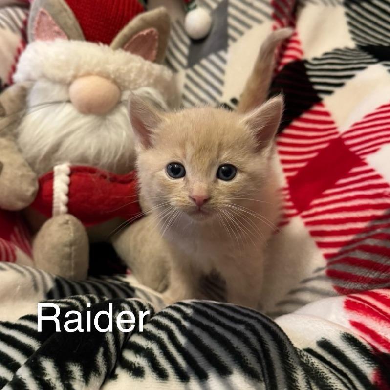 Enlarge Raider, a Adoptable Domestic Short Hair in Mettawa, IL image 5/5