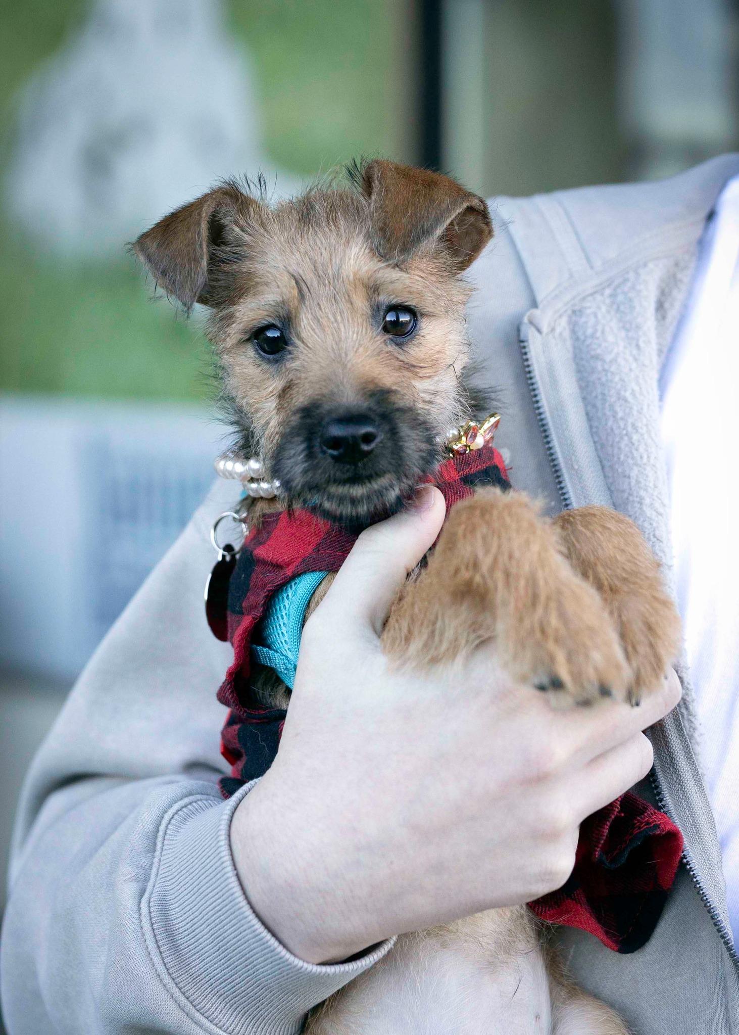 Monkey, Adopted, Puppy Female Border Terrier.
