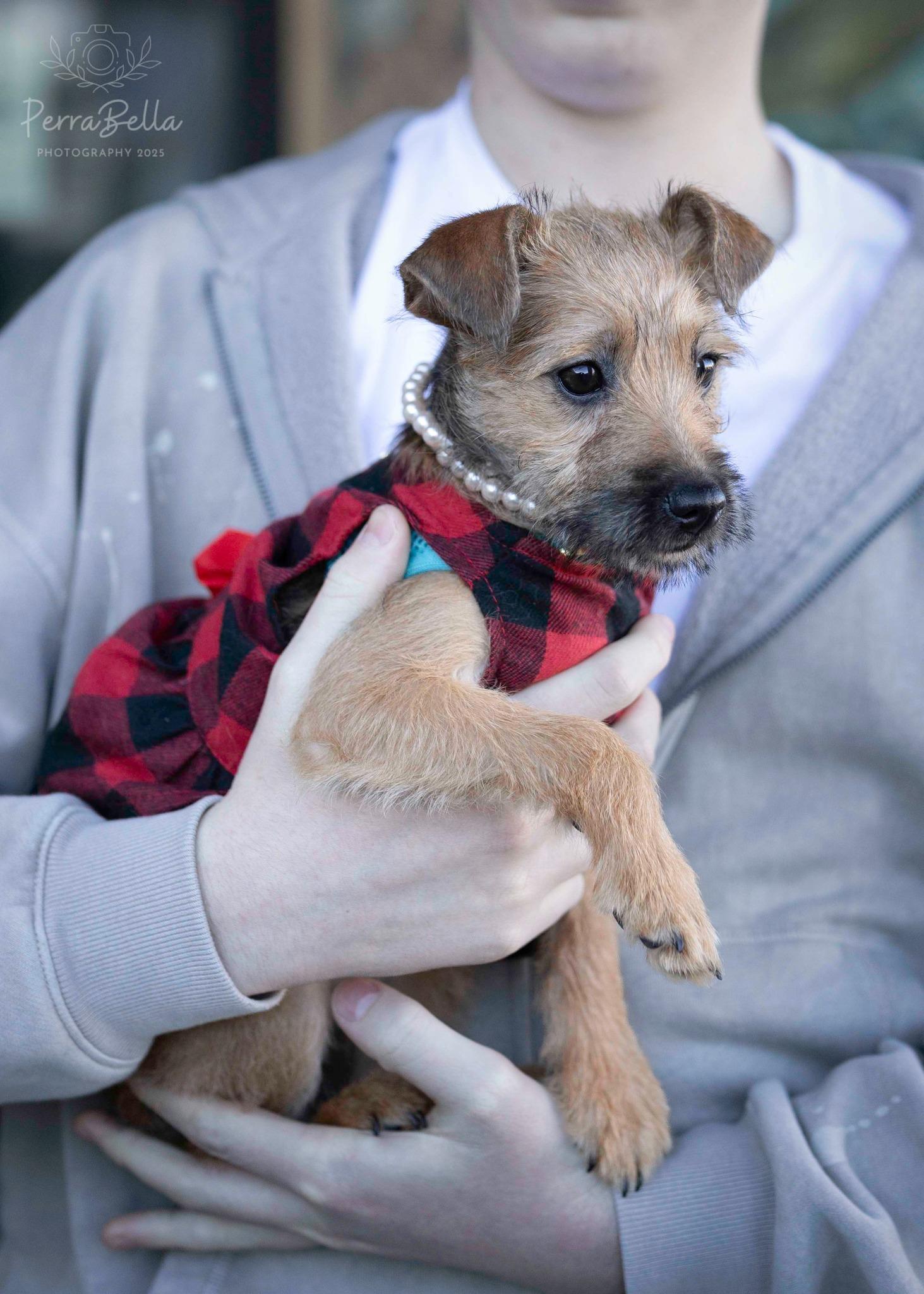 Enlarge Monkey, a Adopted mixed breed in West Richland, WA image 2/6