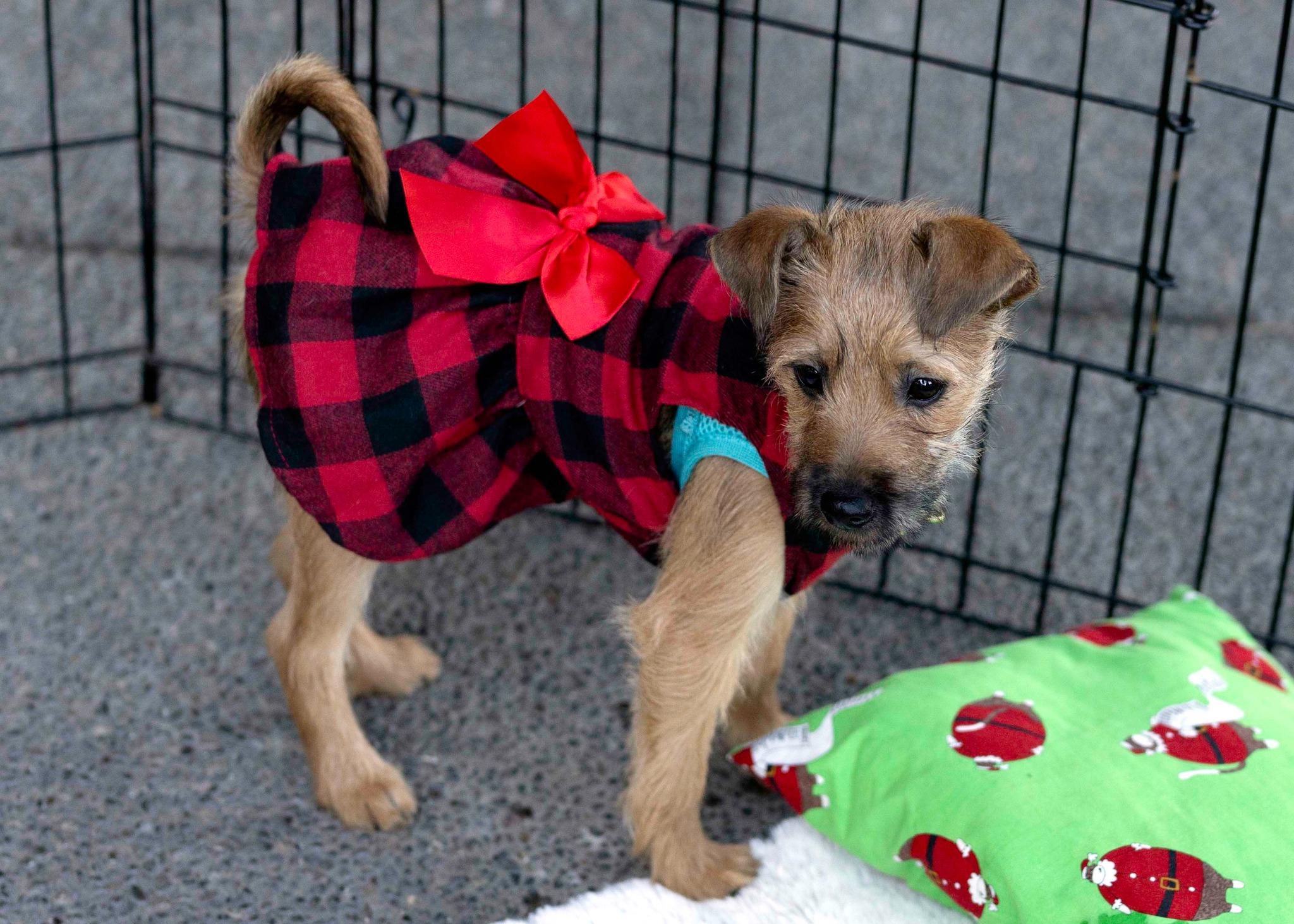 Enlarge Monkey, a Adopted mixed breed in West Richland, WA image 3/6