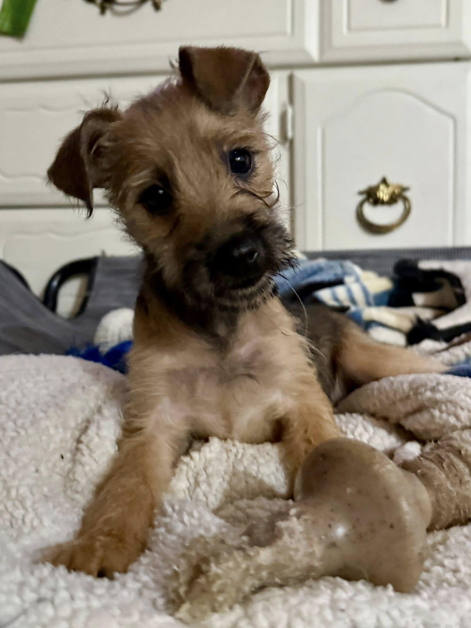 Enlarge Monkey, a Adopted mixed breed in West Richland, WA image 5/6