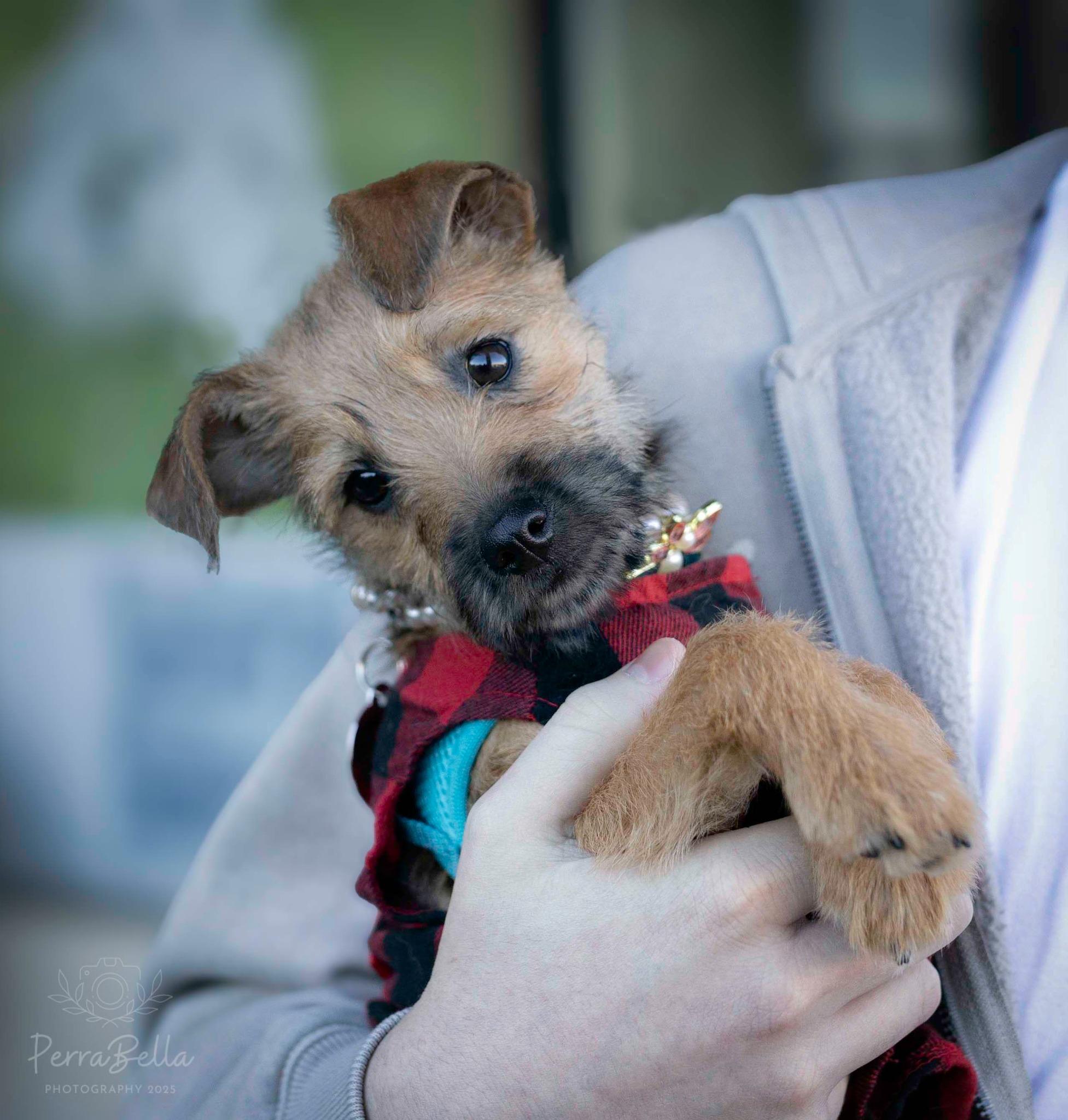 Enlarge Monkey, a Adopted mixed breed in West Richland, WA image 6/6