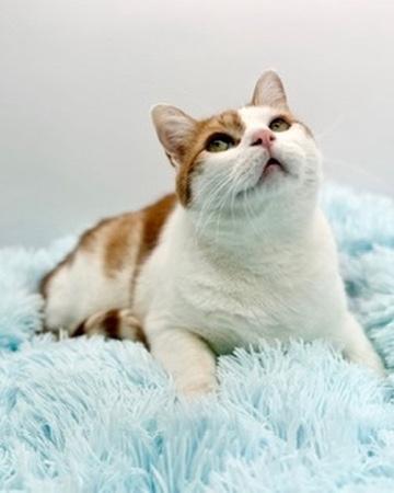 Enlarge Paul Mitchell, an adopted Domestic Short Hair in Covington, LA image 2/6