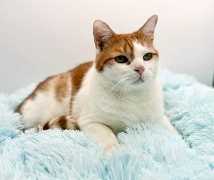 Enlarge Paul Mitchell, an adopted Domestic Short Hair in Covington, LA image 4/6