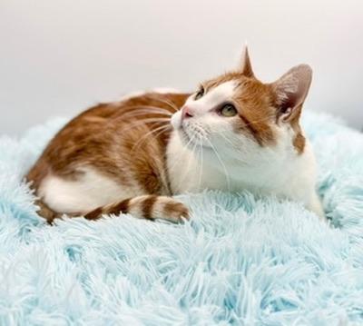 Enlarge Paul Mitchell, an adopted Domestic Short Hair in Covington, LA image 5/6