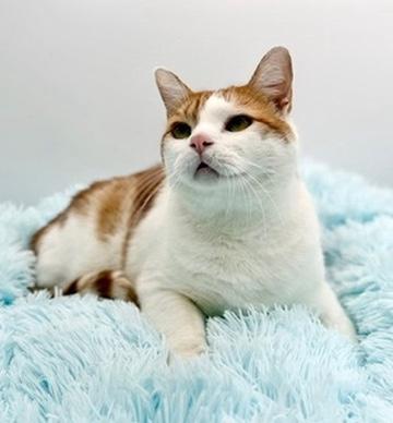 Enlarge Paul Mitchell, an adopted Domestic Short Hair in Covington, LA image 3/6