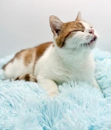 Enlarge Paul Mitchell, an adopted Domestic Short Hair in Covington, LA image 6/6