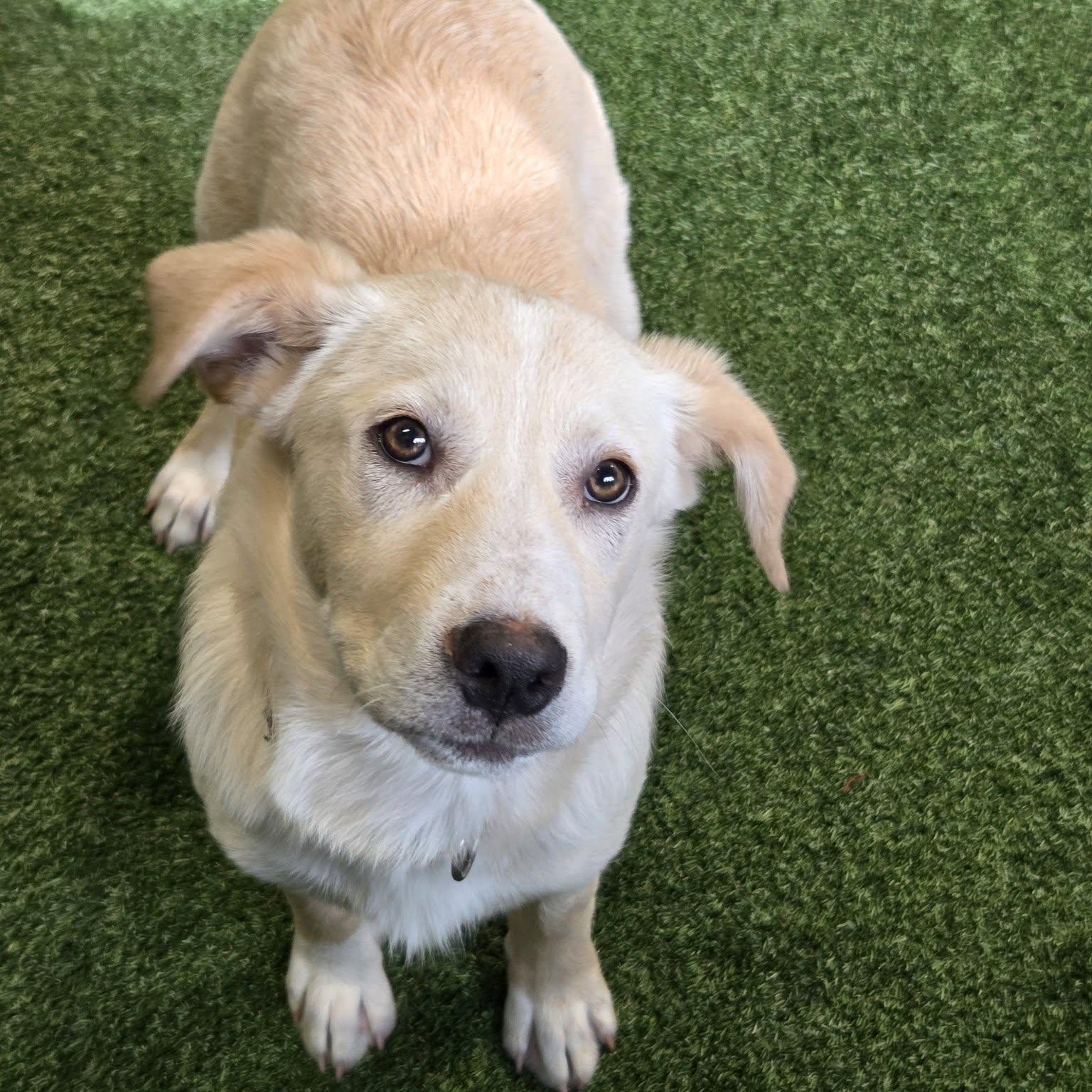 Tonka Roo, adopted, Young Male Labrador Retriever.