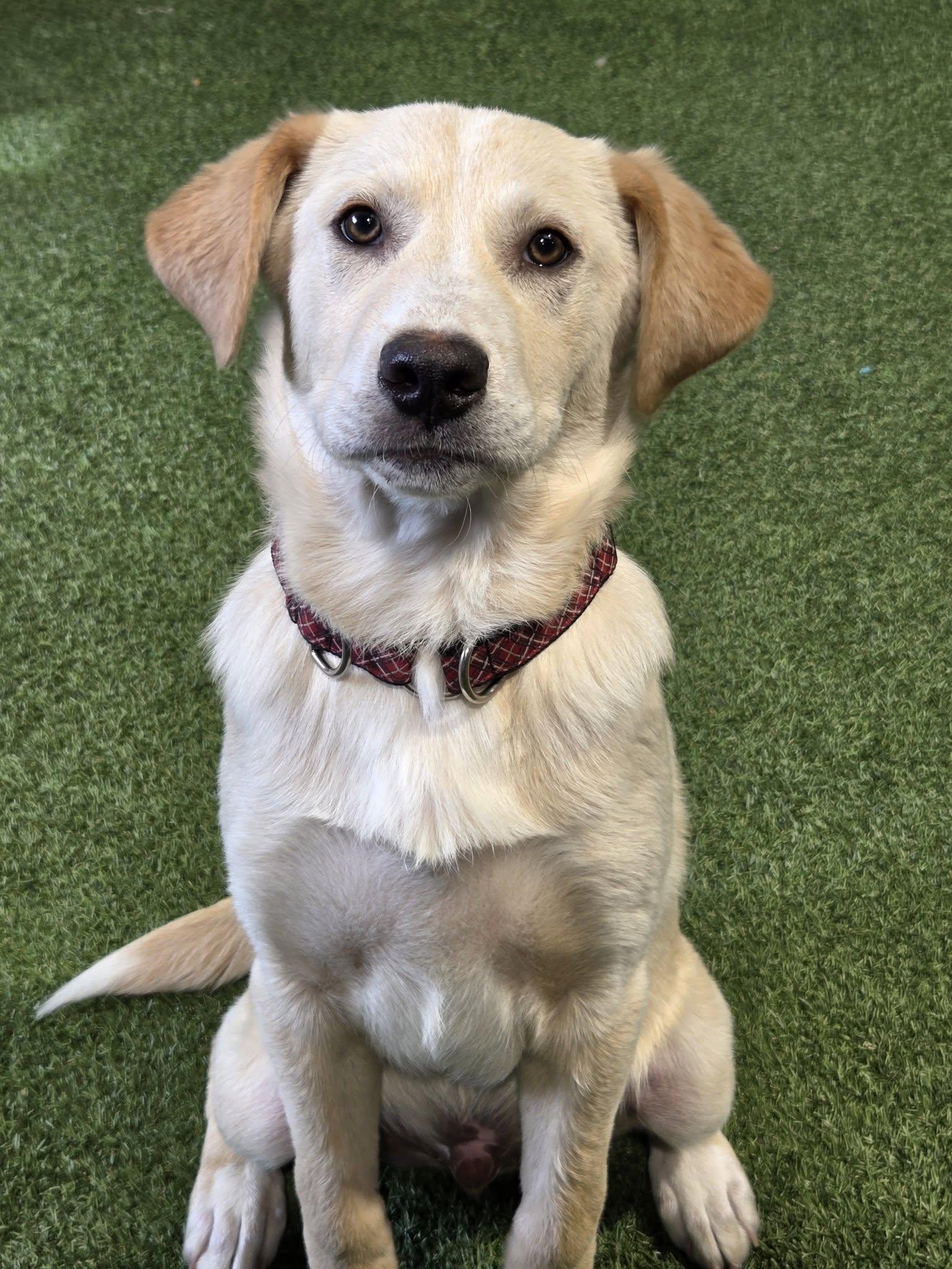 Enlarge Tonka Roo, an adopted mixed breed in Racine, WI image 3/3