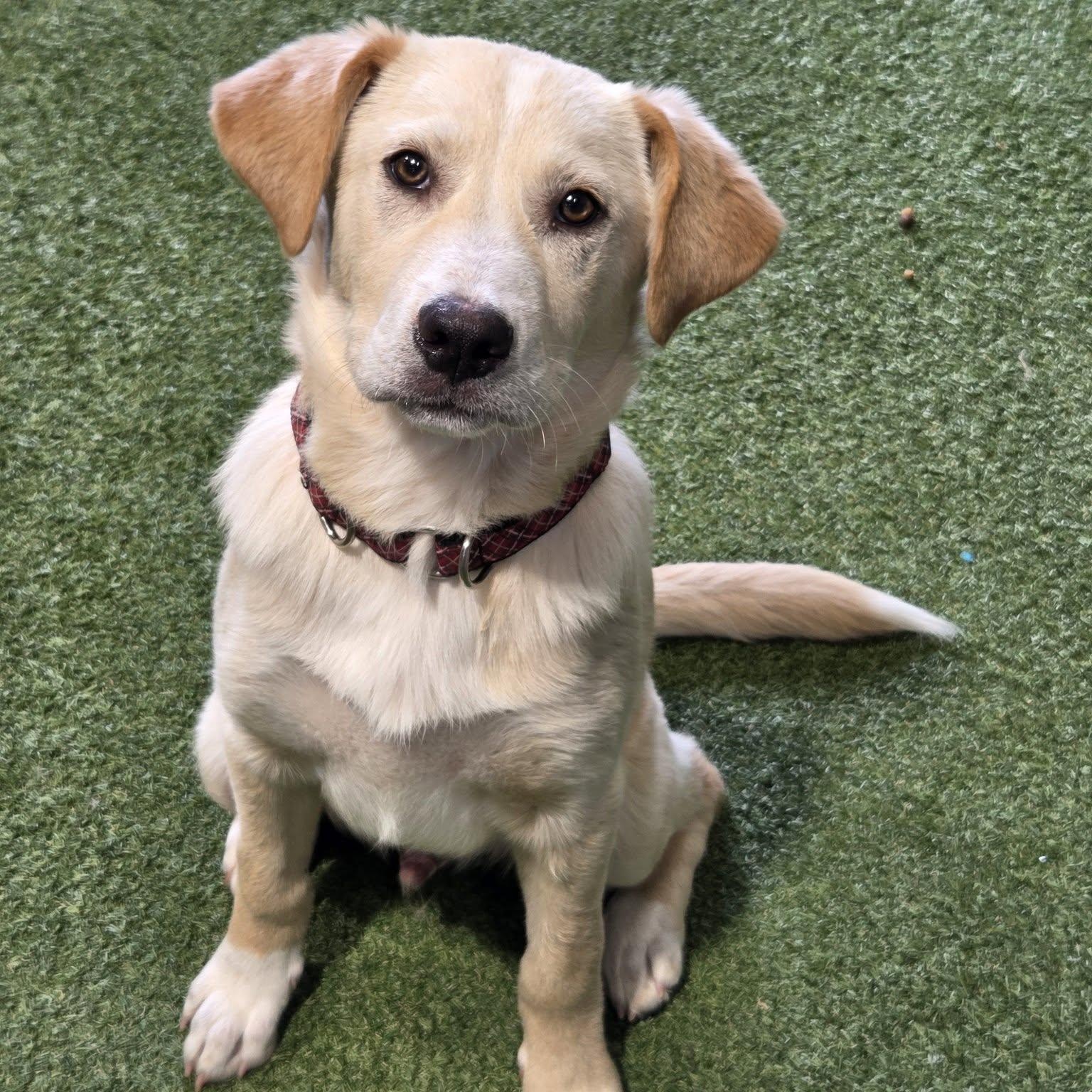 Enlarge Tonka Roo, an adopted mixed breed in Racine, WI image 2/3