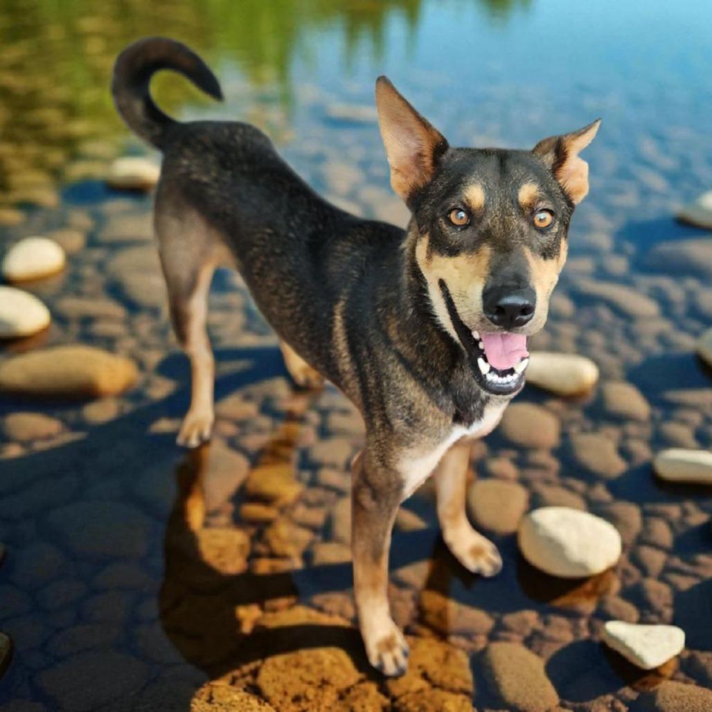 Patriot — thumbnail 2