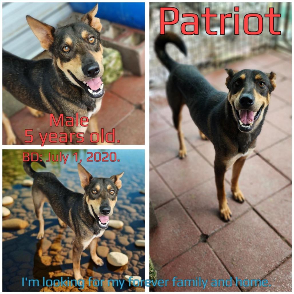 Patriot — thumbnail 5