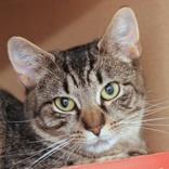Mia, ADOPTABLE, Adult Female Domestic Short Hair.