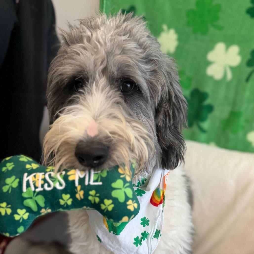 Louie — thumbnail 2