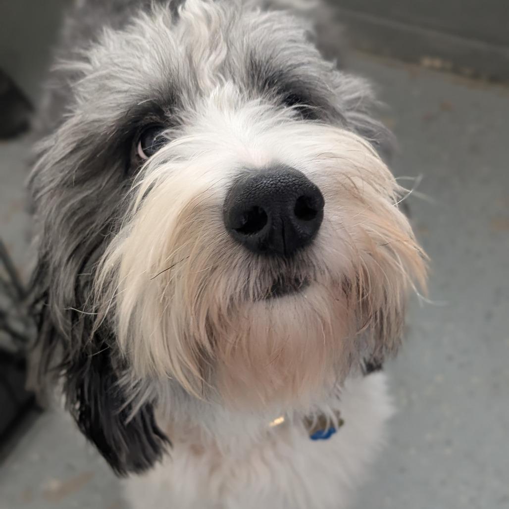 Louie — thumbnail 3