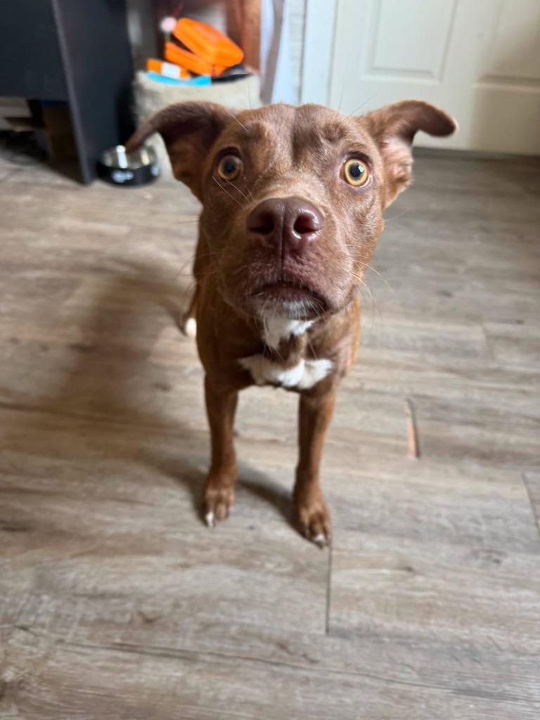 Chai, Adoptable, Puppy Female Labrador Retriever.