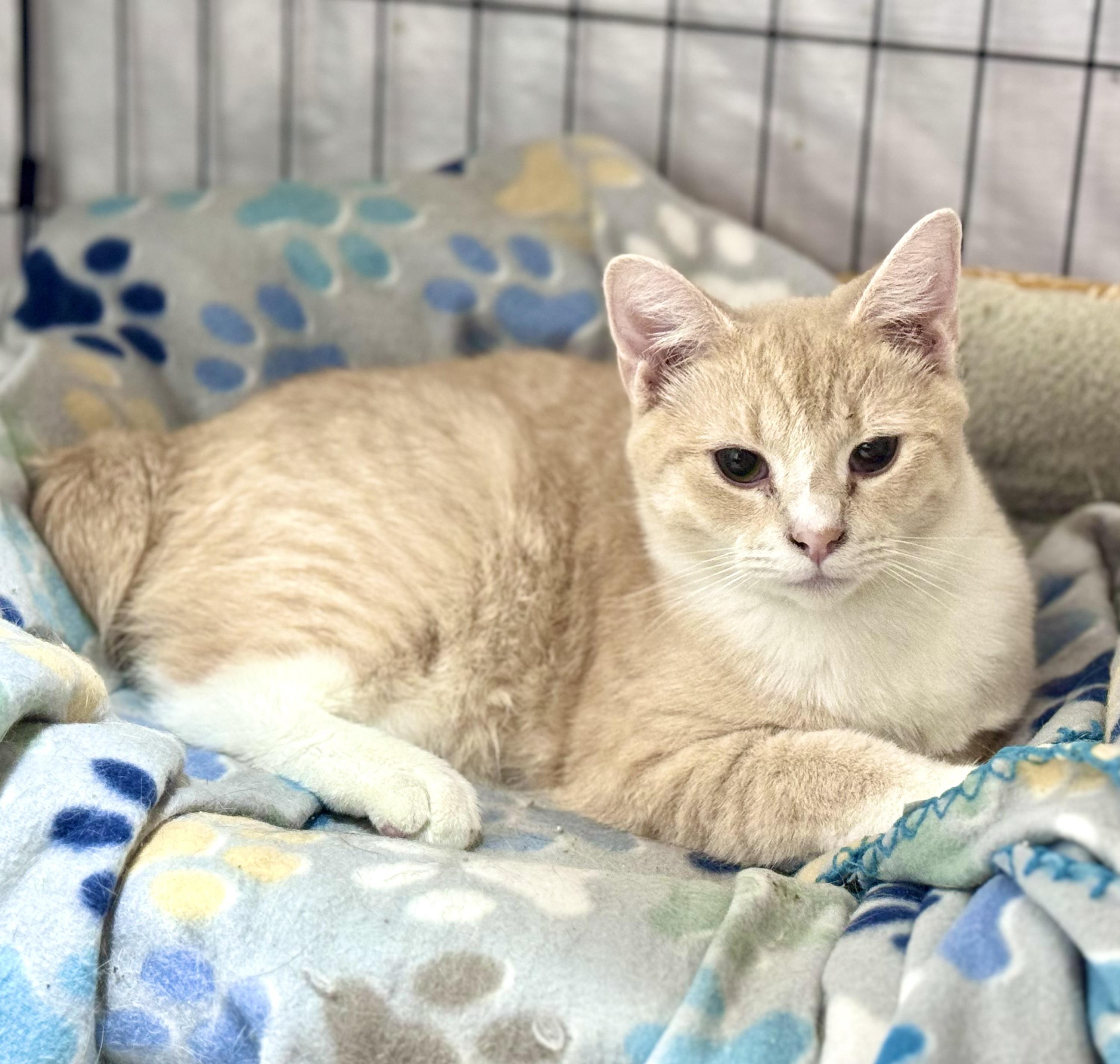 Swiss, Adoptable, Young Male Domestic Short Hair.