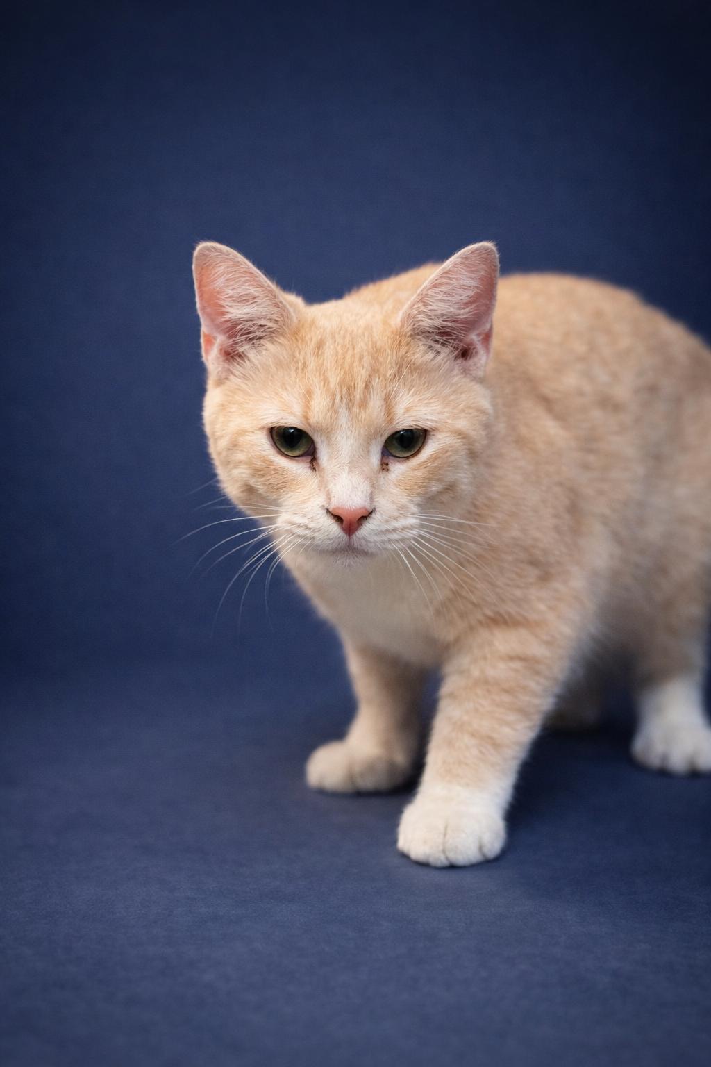 Swiss, Adoptable, Young Male Domestic Short Hair.