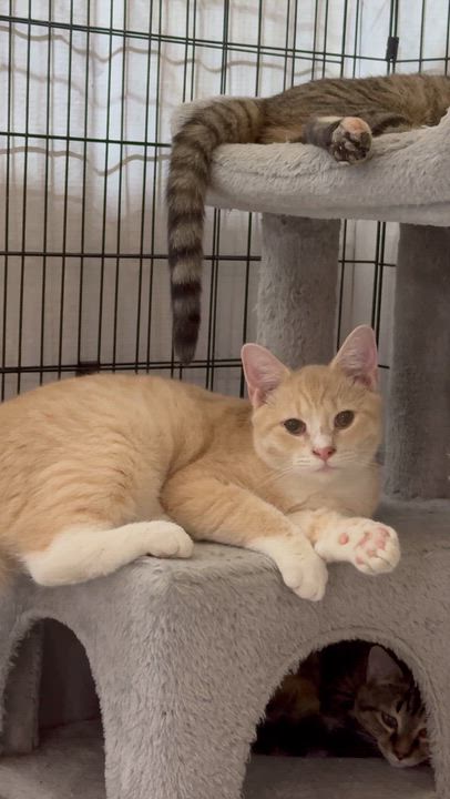 Enlarge Swiss, a Adoptable Domestic Short Hair in Rixeyville, VA video 2/2