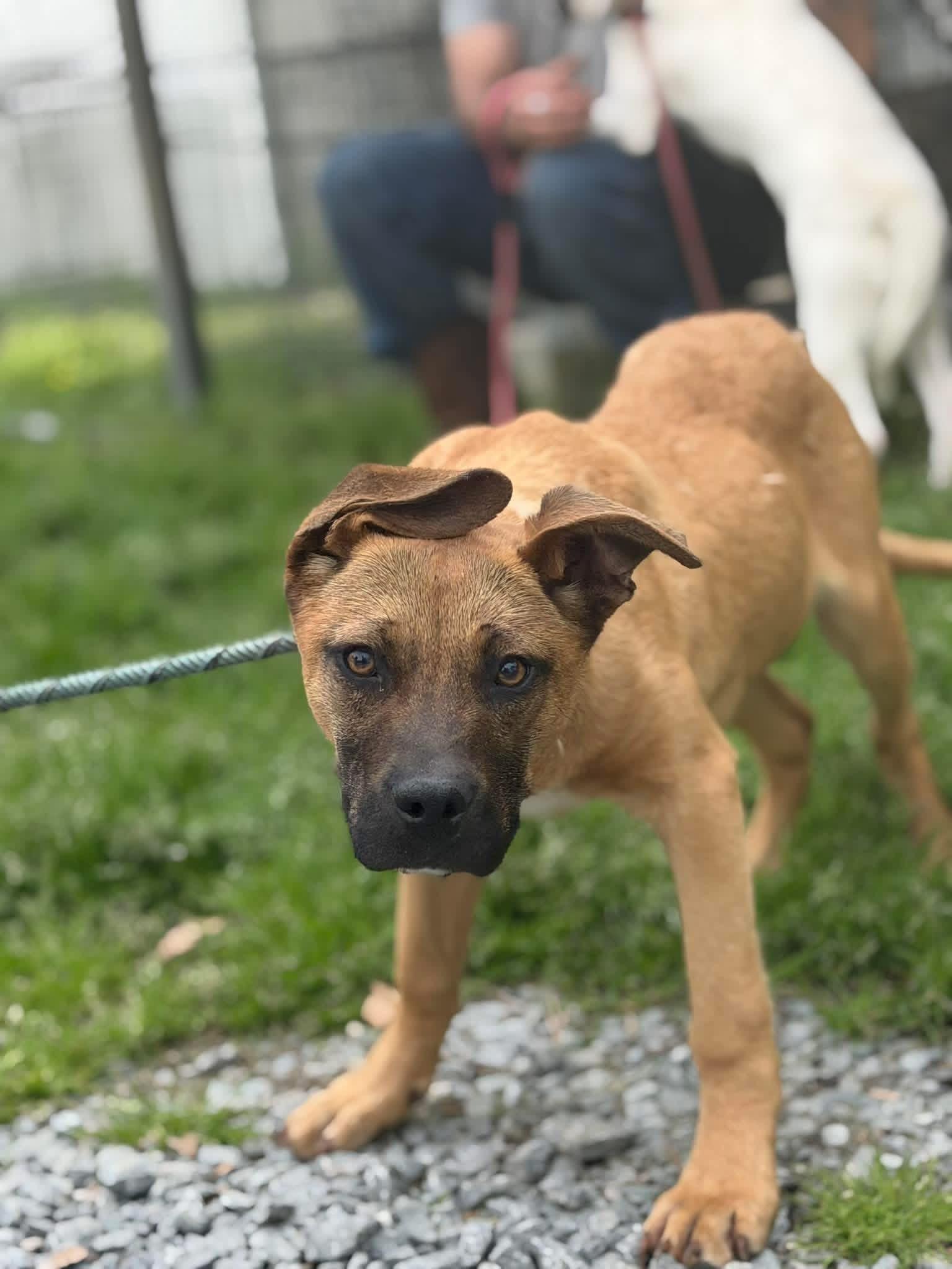 Enlarge Regal, a ADOPTABLE mixed breed in Elizabethtown, NC image 1/1