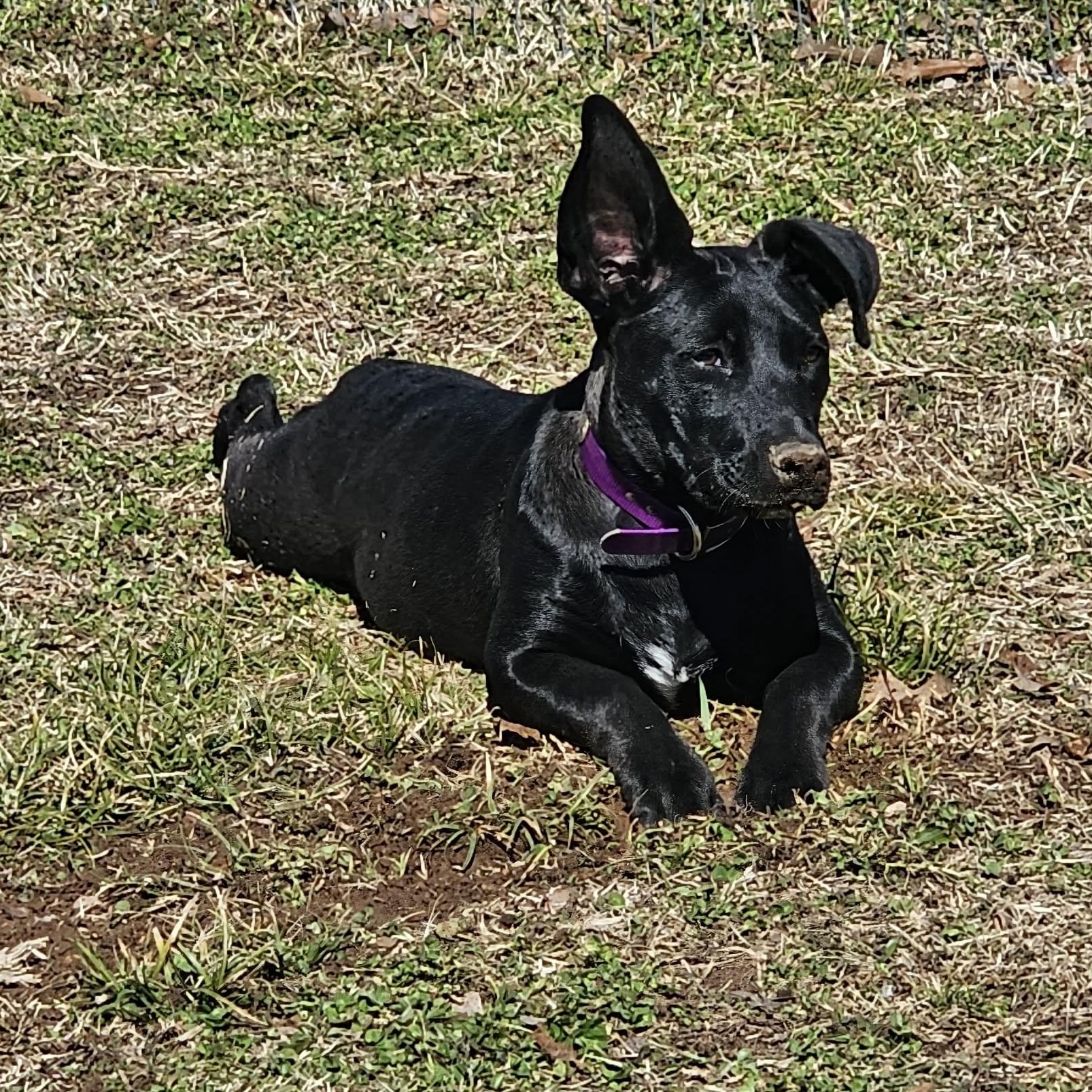 Piper, a Adoptable mixed breed in Hopkinton, MA image 5/5