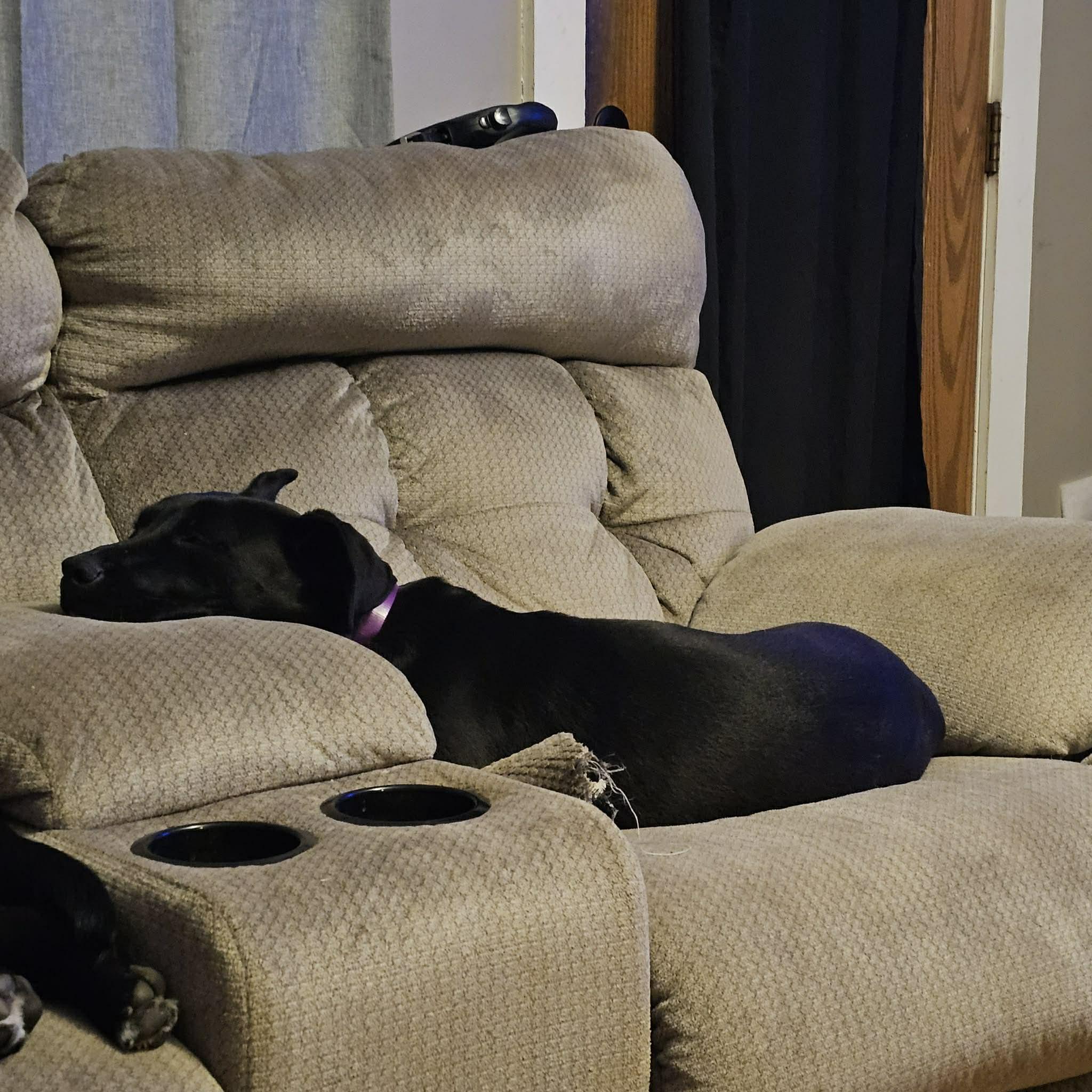 Piper, a Adoptable mixed breed in Hopkinton, MA image 4/5