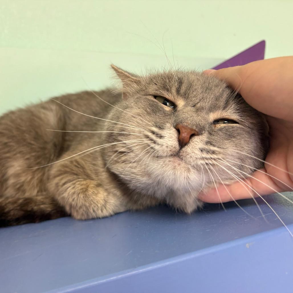 Enlarge Lynx, a Adoptable Domestic Medium Hair in Albuquerque, NM image 1/6