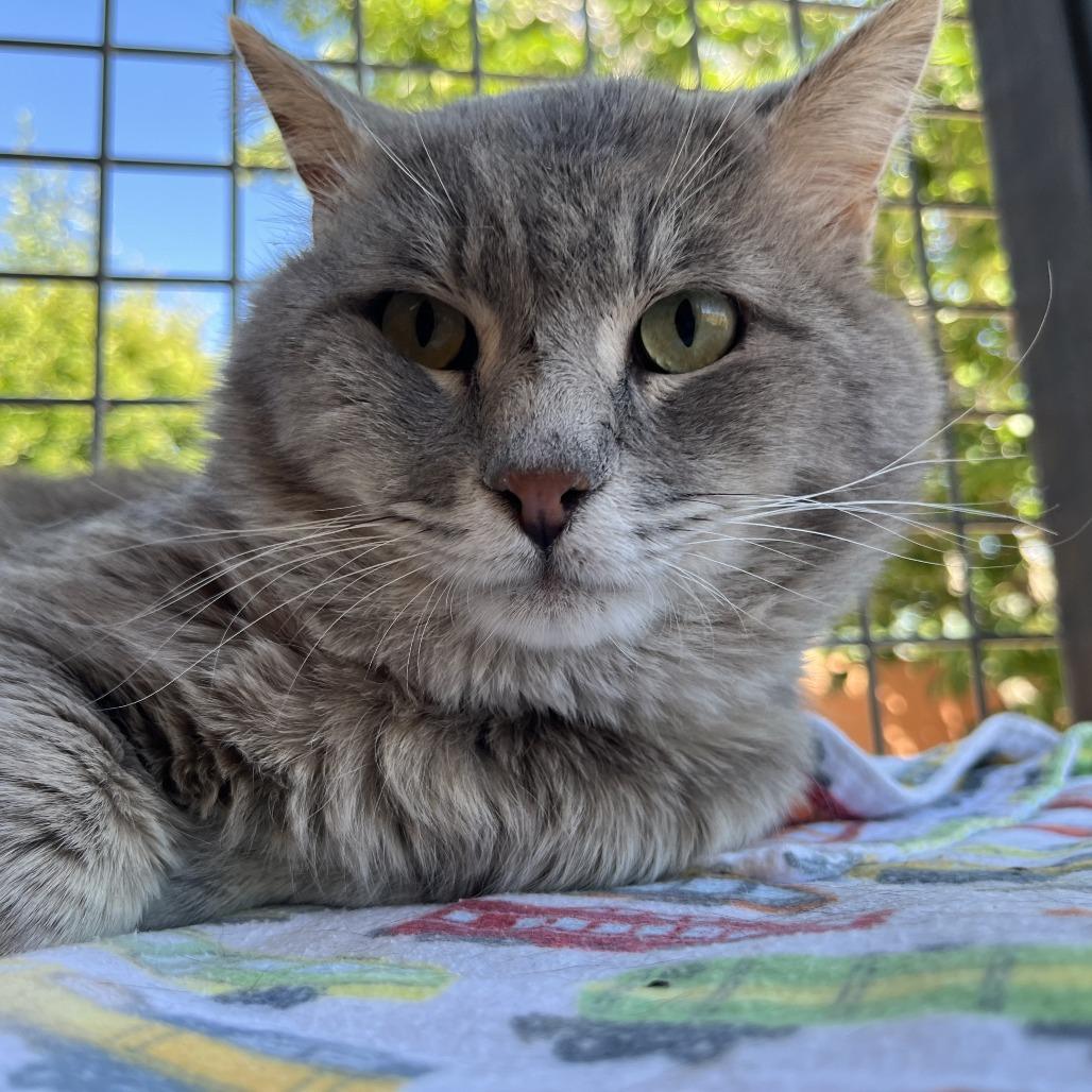 Lynx, Adoptable, Adult Male Domestic Medium Hair.