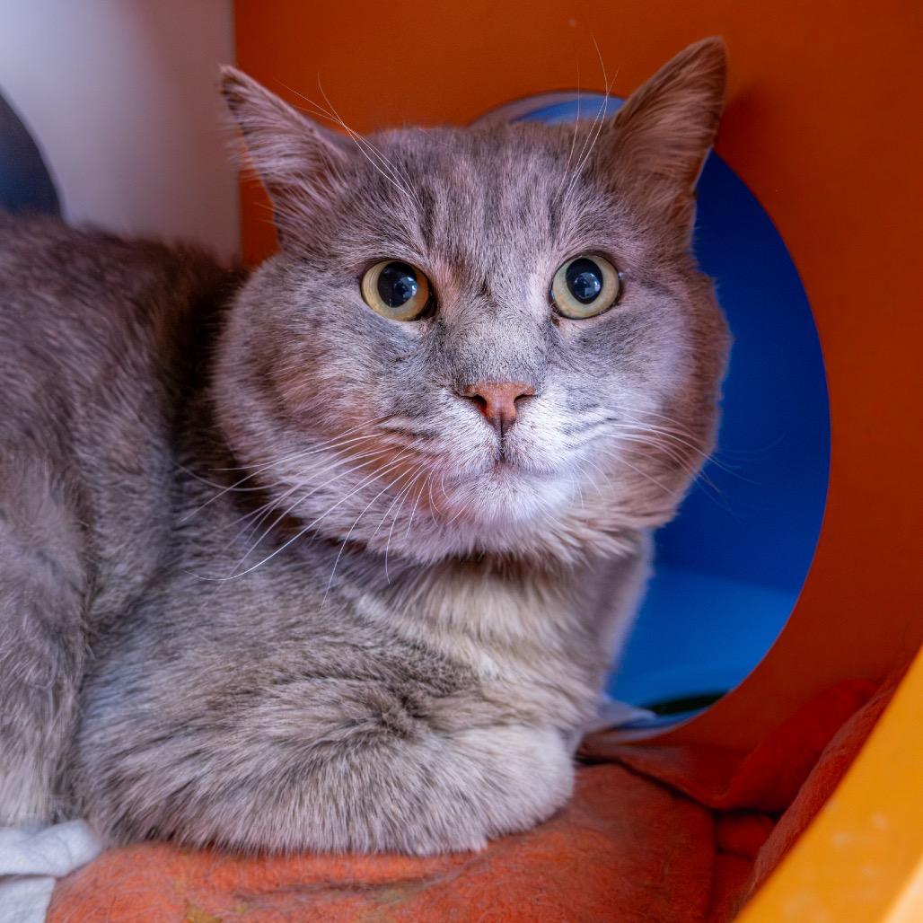 Enlarge Lynx, a Adoptable Domestic Medium Hair in Albuquerque, NM image 2/4