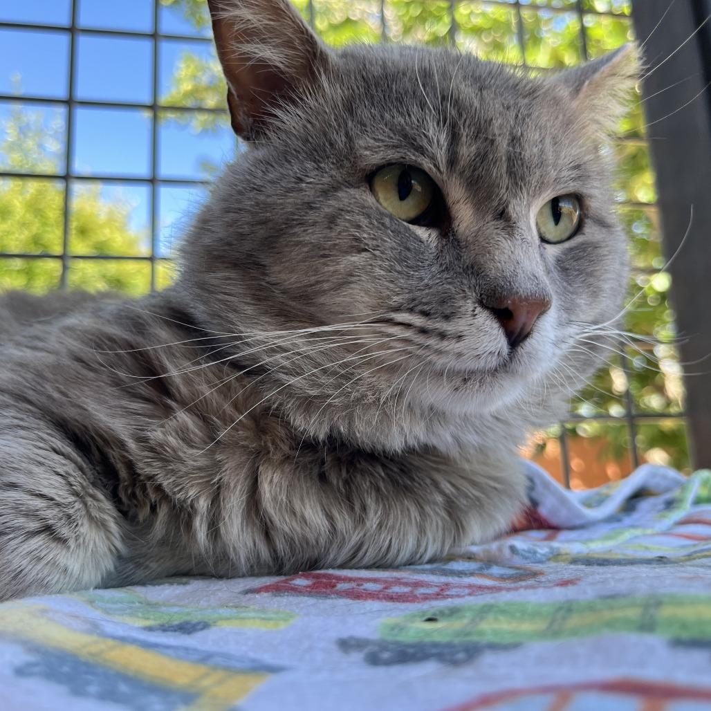 Enlarge Lynx, a Adoptable Domestic Medium Hair in Albuquerque, NM image 3/4