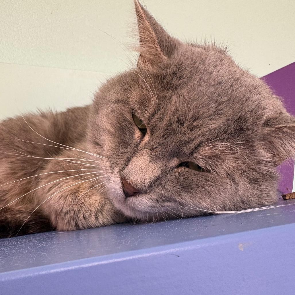 Enlarge Lynx, a Adoptable Domestic Medium Hair in Albuquerque, NM image 5/6