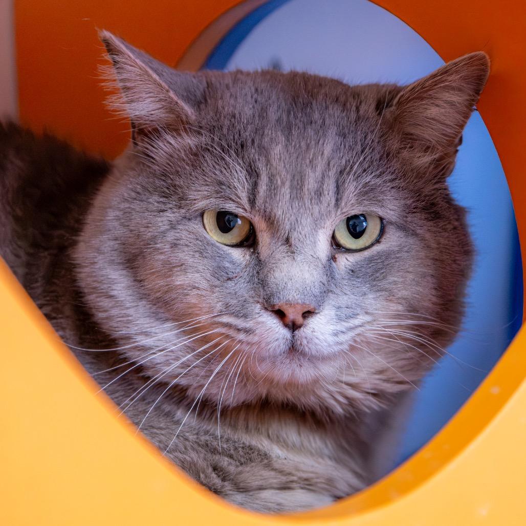 Enlarge Lynx, a Adoptable Domestic Medium Hair in Albuquerque, NM image 4/4