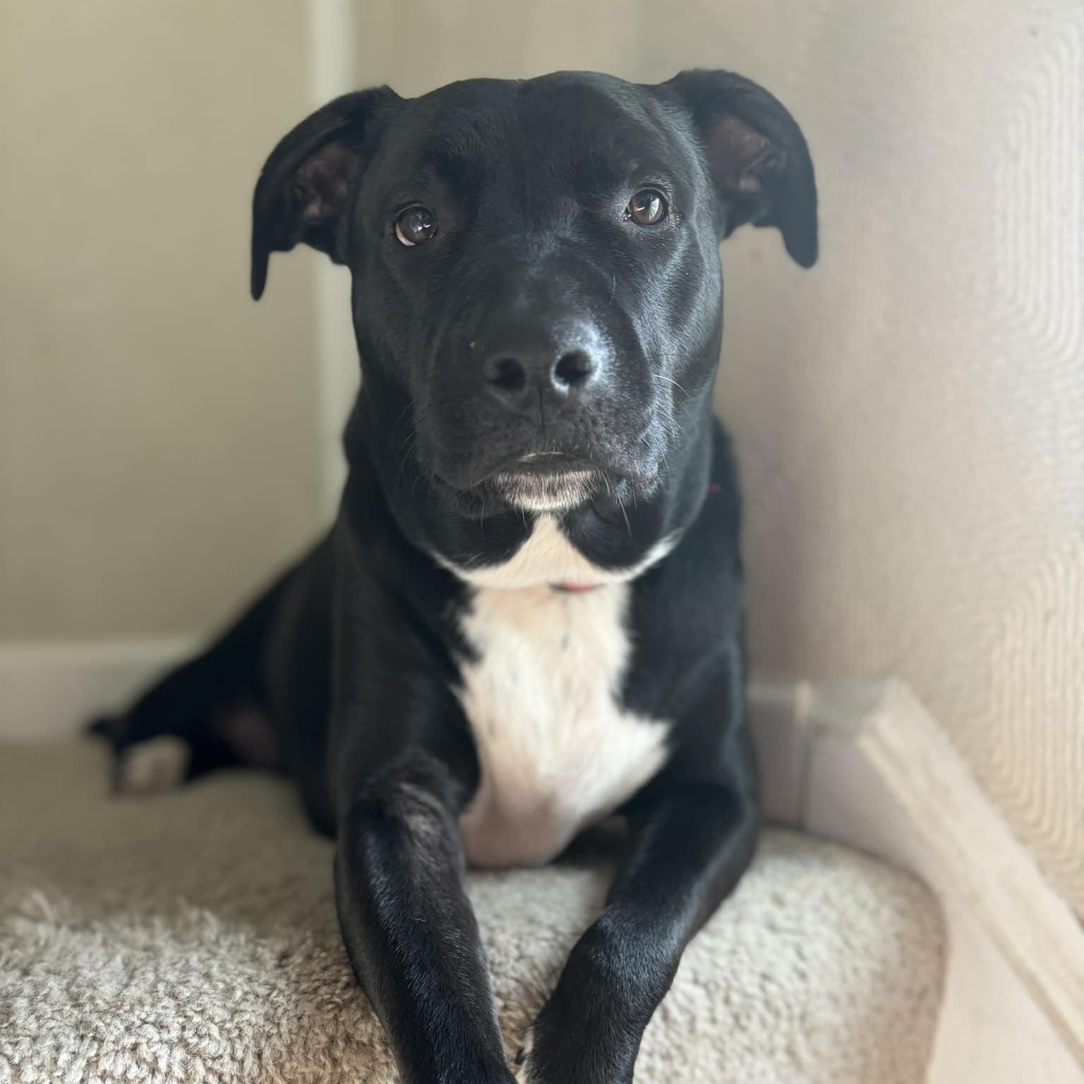 Coal