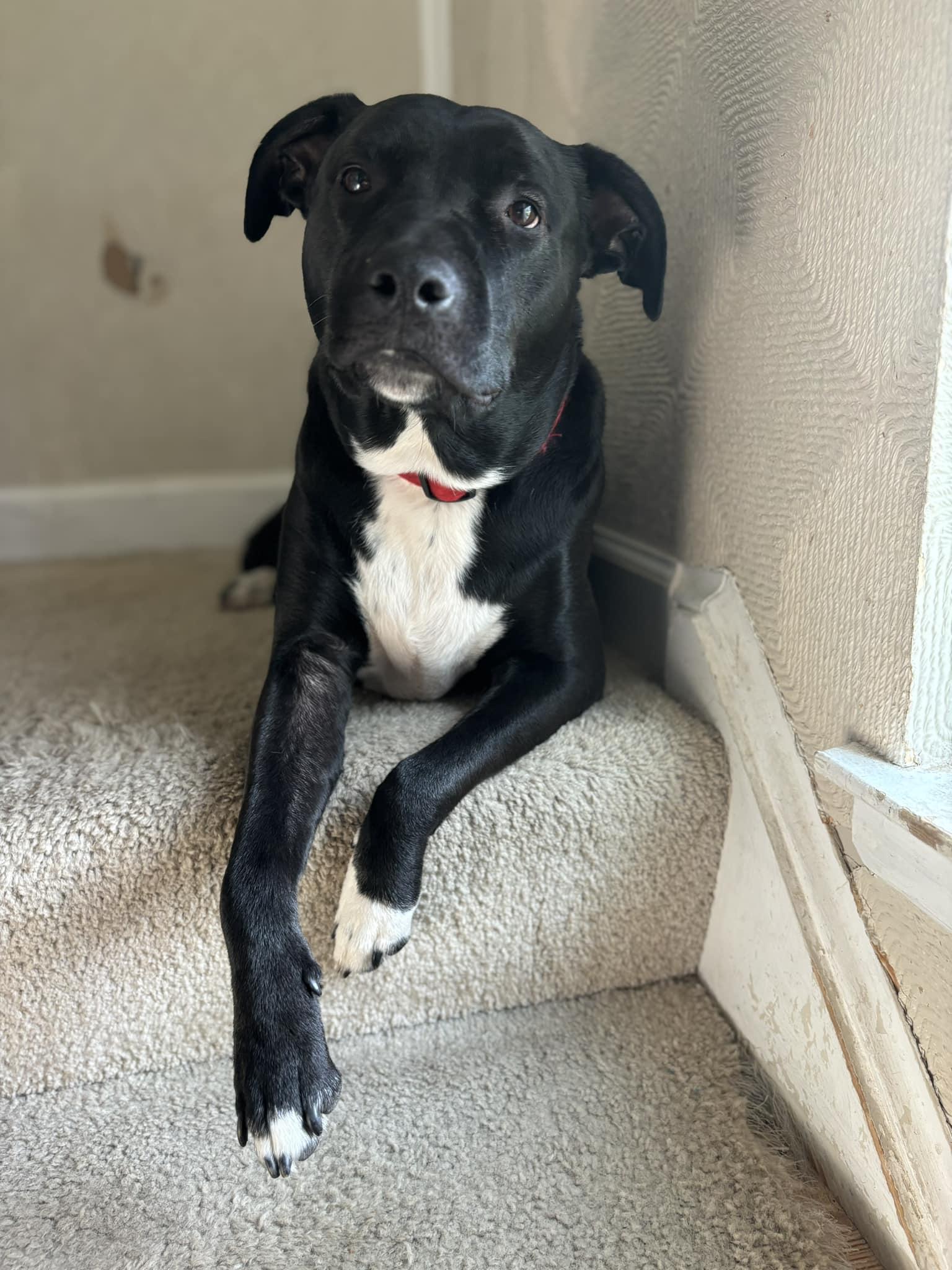 Coal, Adoptable, Adult Male Mixed Breed.