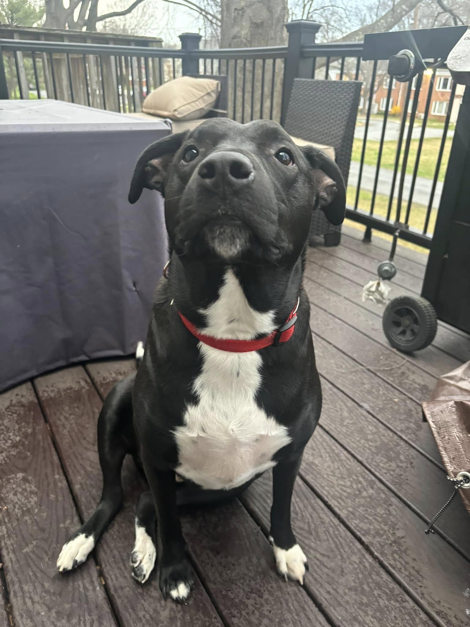 Enlarge Coal, a Adoptable Mixed Breed in Nottingham, MD image 3/3
