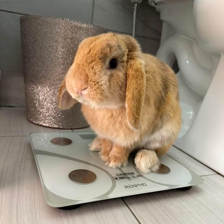 Ralphie, ADOPTABLE, Young Male Holland Lop & Mini Lop.