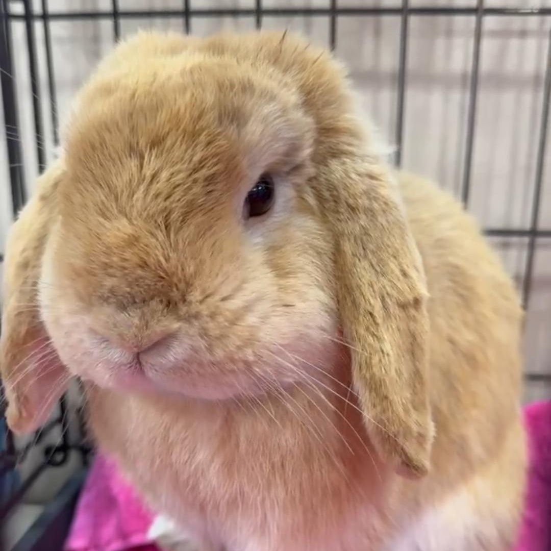 Enlarge Ralphie, a ADOPTABLE mixed breed in Knoxville, TN image 4/4