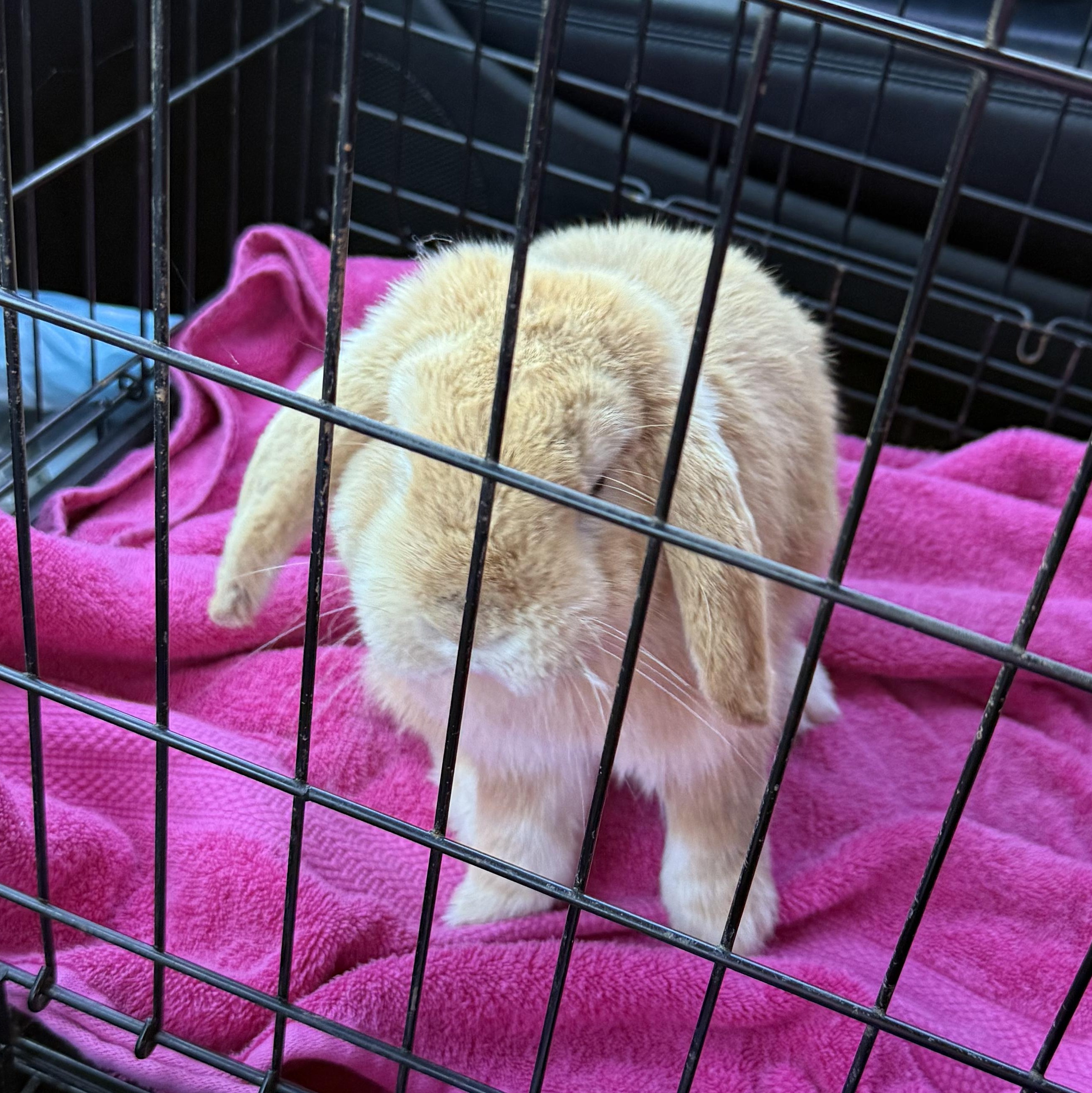 Enlarge Ralphie, a ADOPTABLE mixed breed in Knoxville, TN image 2/4