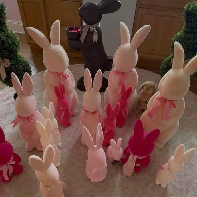 Enlarge Ralphie, a ADOPTABLE mixed breed in Knoxville, TN image 3/4