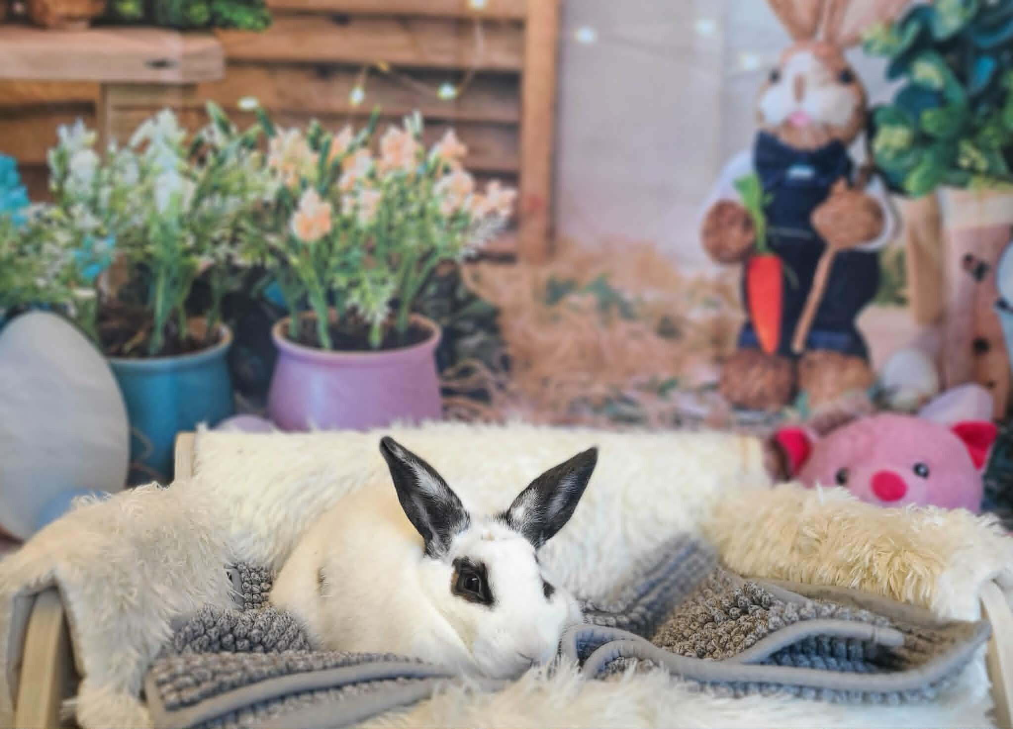 Enlarge Meatball, a Adoptable Rex in Fruit Heights, UT image 1/5