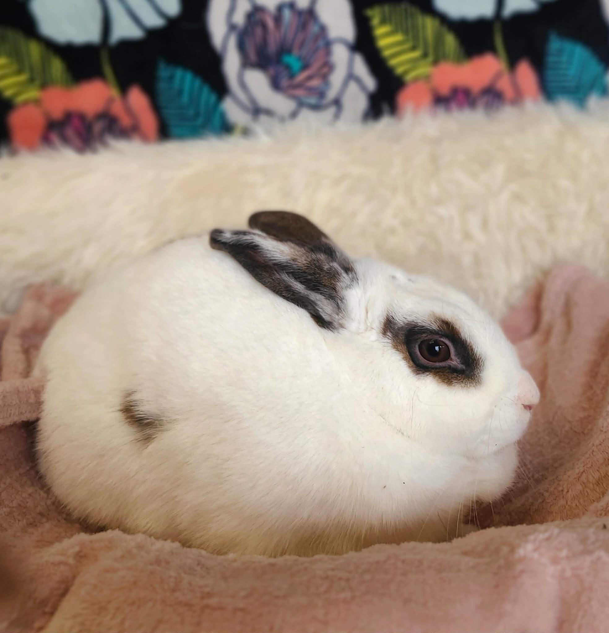 Enlarge Meatball, a Adoptable Rex in Fruit Heights, UT image 2/5