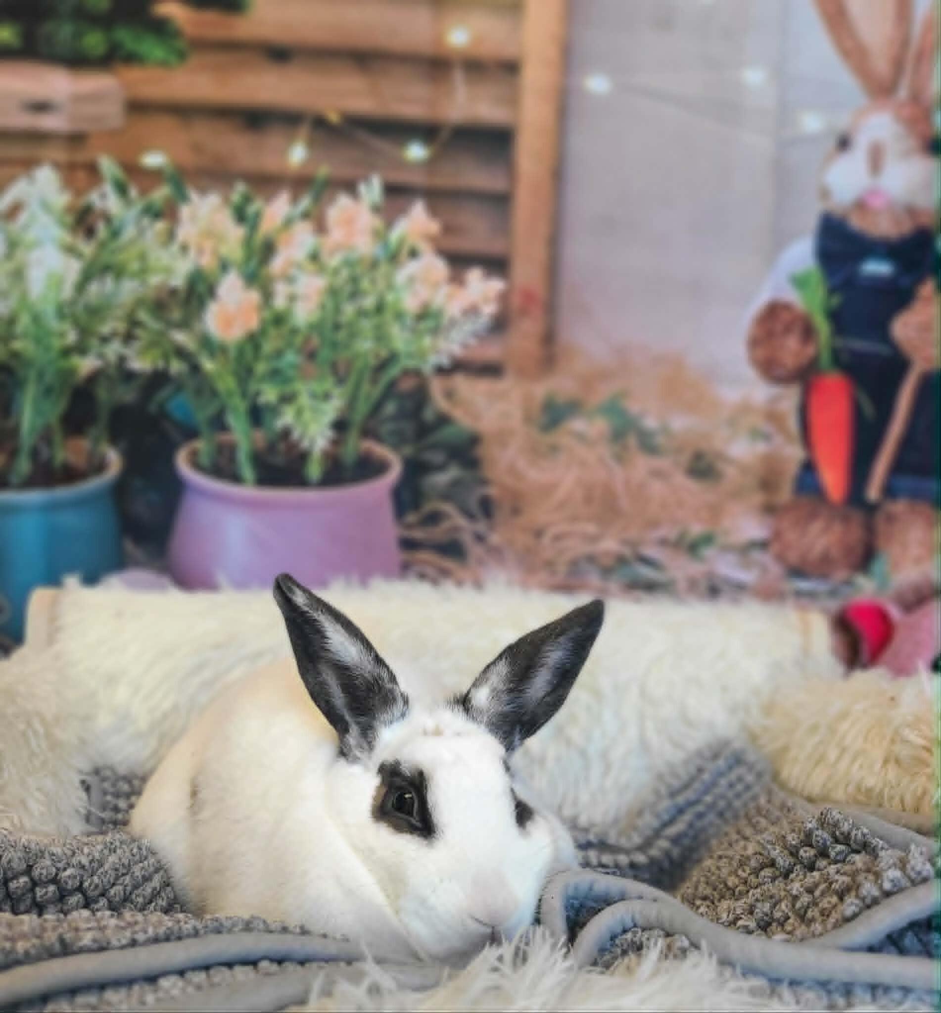 Enlarge Meatball, a Adoptable Rex in Fruit Heights, UT image 3/5