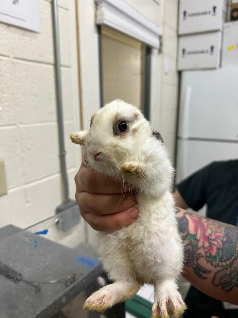 Enlarge Meatball, a Adoptable Rex in Fruit Heights, UT image 1/1