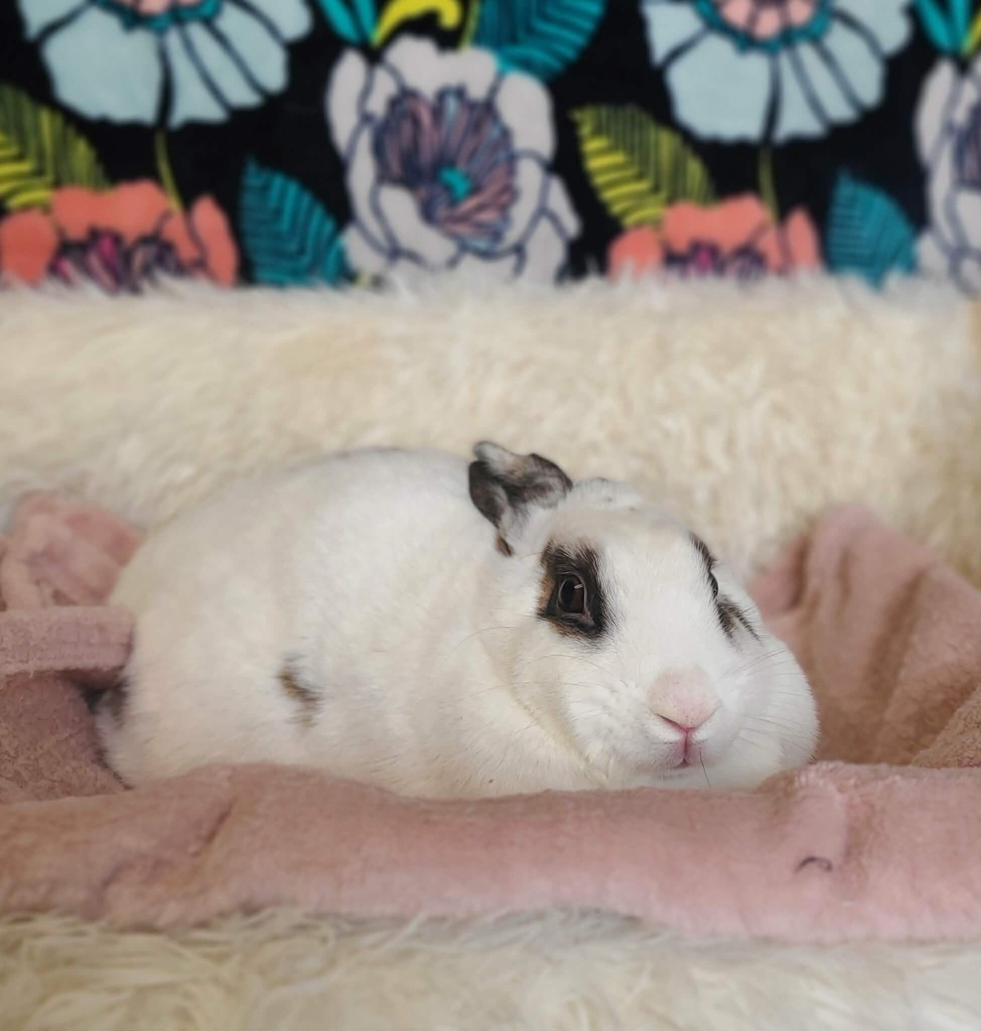 Enlarge Meatball, a Adoptable Rex in Fruit Heights, UT image 4/5