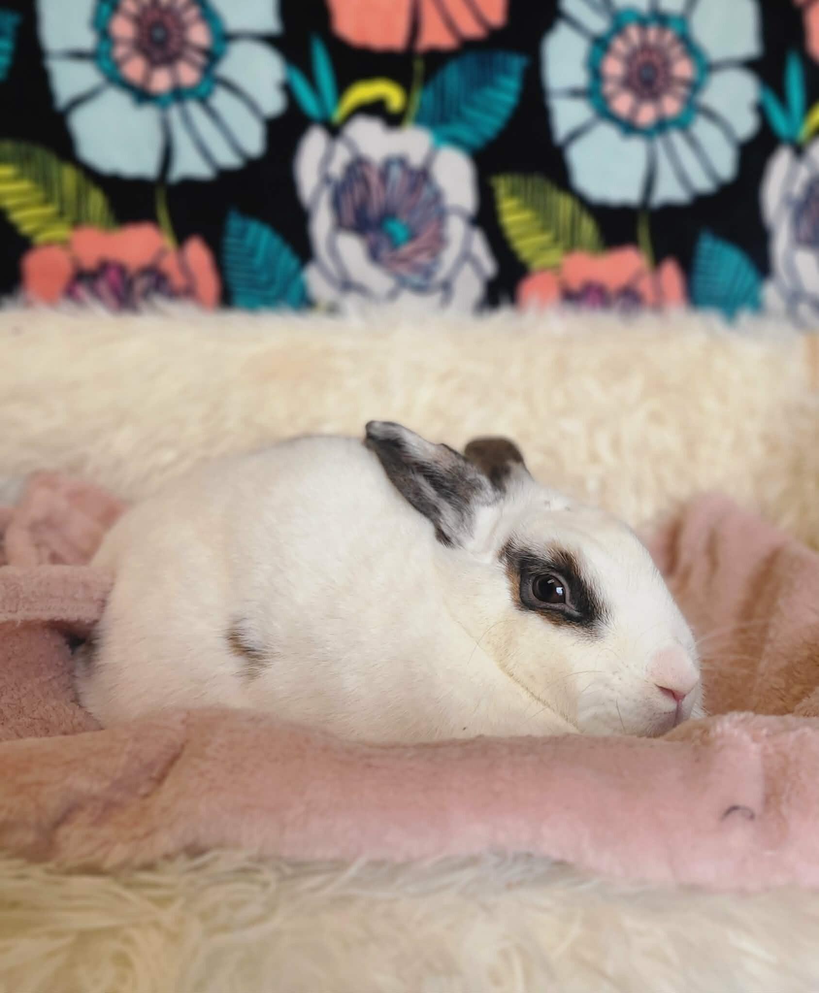 Enlarge Meatball, a Adoptable Rex in Fruit Heights, UT image 5/5